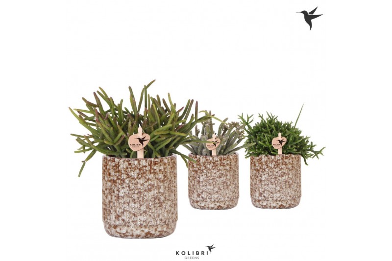 Rhipsalis mix Kolibri Greens Rhipsalis mix in Jaguar pot1 pp 