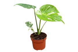 Monstera deliciosa thai constellation Monstera Thai Constellation 1 pp