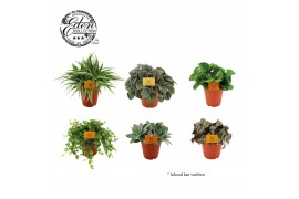 Kamerplanten mixkar mix kar 15cm