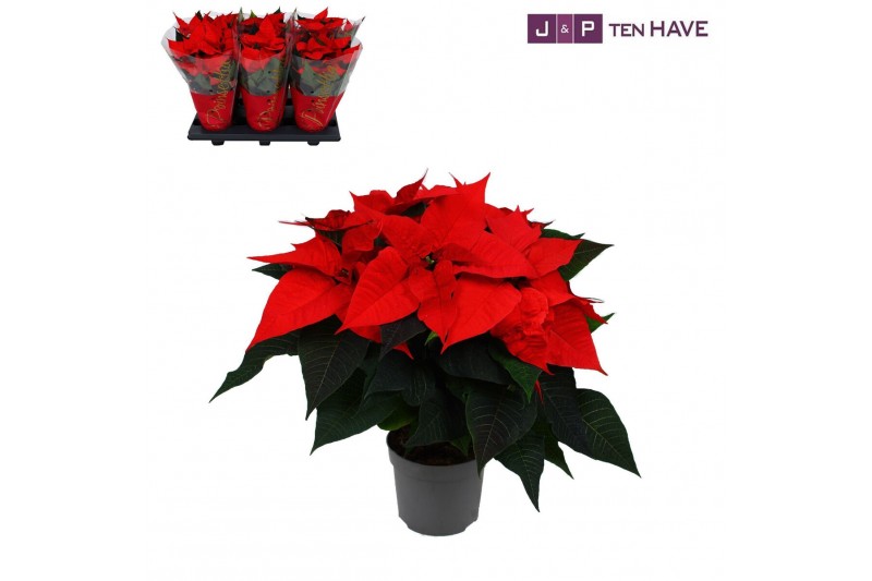 Euphorbia pul. premium red Poinsettia 13cm Premium red 5+5 bl. 