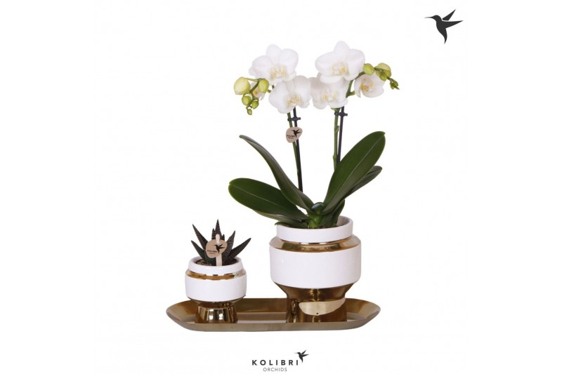 Phalaenopsis Kolibri Gift Set small Le Chic gold2 pp 16 bl. 2 tak/plnt 