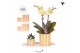 Phalaenopsis Kolibri Gift Set small Easter2 pp 2 tak/plnt 16 bl. 