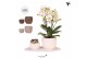Phalaenopsis Kolibri Gift Set small Rope2 pp 2 tak/plnt 16 bl. 