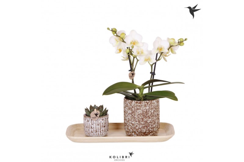 Arrangementen kamerplanten Kolibri Gift Set small Untamed Naturepp 16  