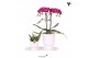 Arrangementen kamerplanten Kolibri Gift Set small Floral Blushpp 16 bl 