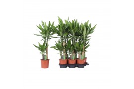 Dracaena fragr. steudneri 2 PP