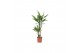 Dracaena fragr. steudneri 2 PP 