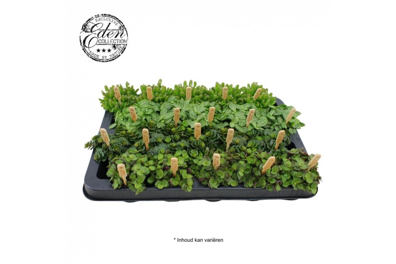 Kamerplanten mix Gemengde tray 5,5cm Mix B 