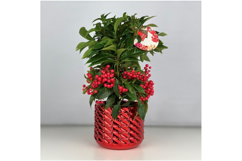 Ardisia crenata bos premium Ardisia crenata Bospremium Red met Toro om 