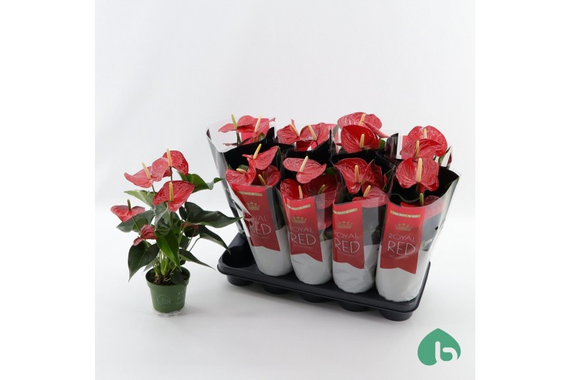 Anthurium (andreanum grp) querida 