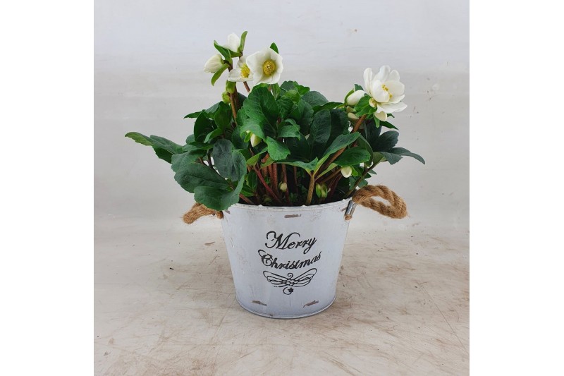 Helleborus niger christmas carol Helleborus Christmas Carol 17 cm Merr 