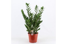 Zamioculcas zamiifolia Zamioculcas Pot 2410 tak/plnt