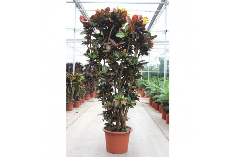 Codiaeum variegata petra Codiaeum Petra1 pp 