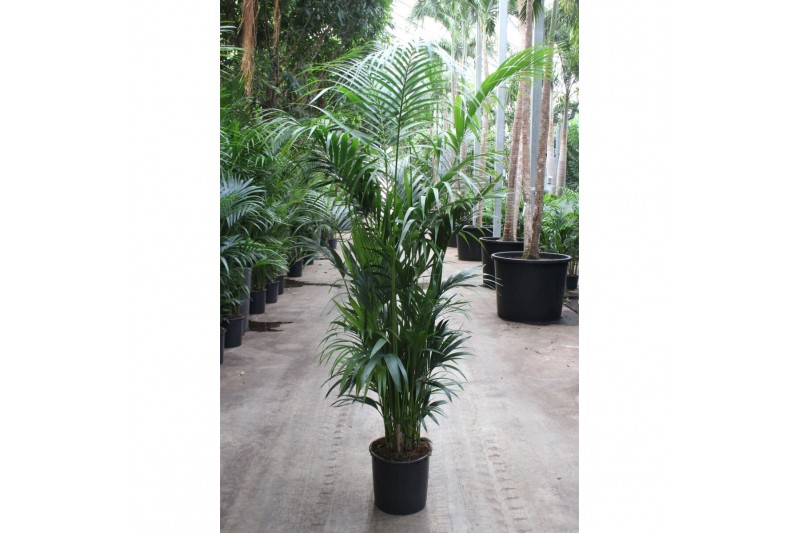 Howea forsteriana Howea forsteriana 12 pp 