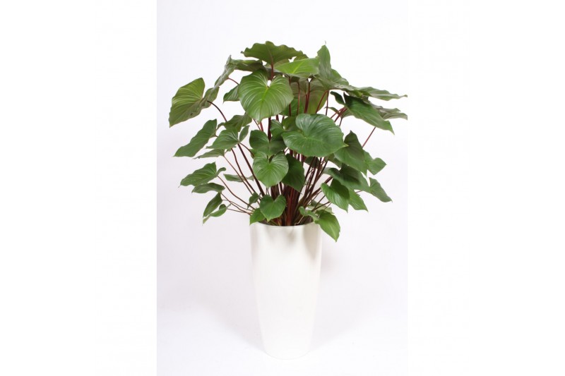 Homelamena rubescens maggy Homalomena Maggy in Santorini pot "wit" 