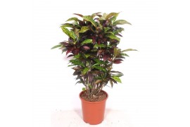 Codiaeum variegatum freckles Codiaeum Freckles (Croton Freckles)pp