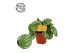 Peperomia argyreia Peperomia Argyreia 12cm 