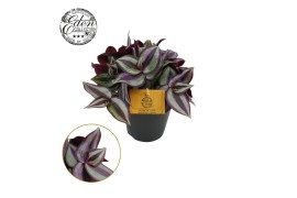 Tradescantia zebrina purpusii Tradescantia Zebrina 12cm 10 - 14  cm