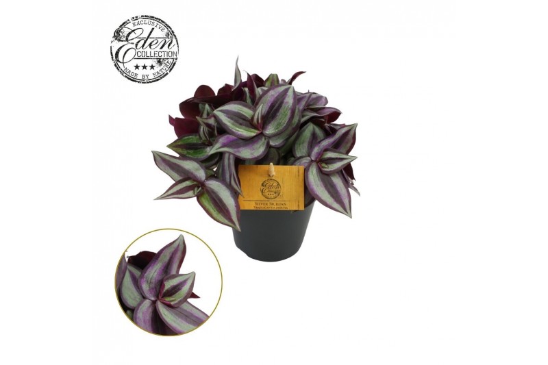 Tradescantia zebrina purpusii Tradescantia Zebrina 12cm 10 - 14  cm 