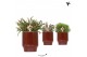 Rhipsalis mix Kolibri Greens Rhipsalis mix in Classy pot red1 pp 
