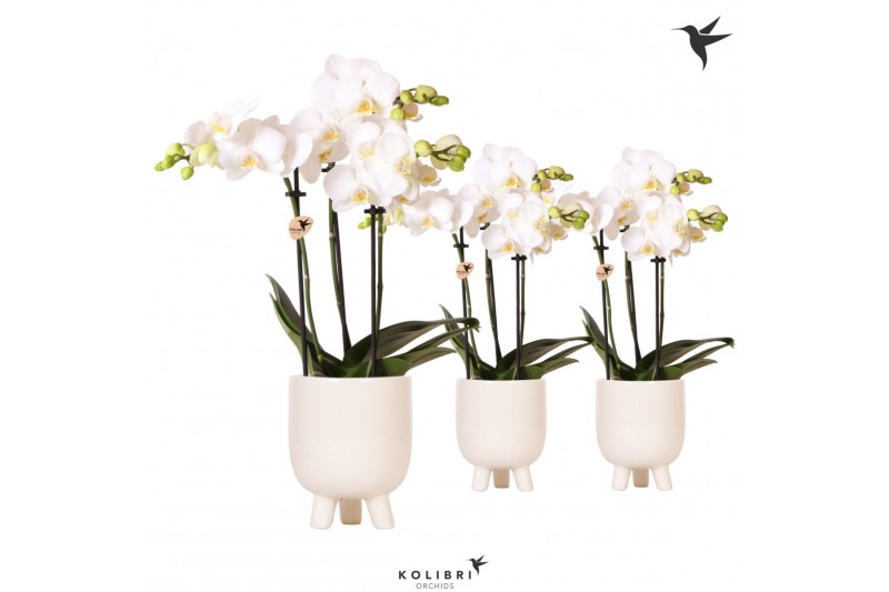 Phalaenopsis multiflora wit Kolibri Orchids Phalaenopsis white 3 spike 