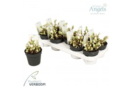 Helleborus niger verboom beauty Helleborus verboom beauty 10+ bloem 10