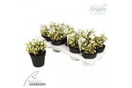 Helleborus niger verboom beauty Helleborus Verboom Beauty p12 12+ bloe