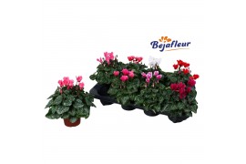 Cyclamen pers. super serie verano Cyclaam Verano Mix 20 cm diameter 4 