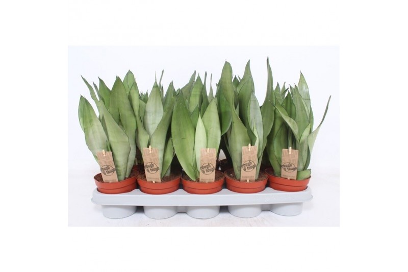 Sansevieria moonshine 