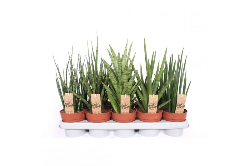 Sansevieria cylindrica Sansevieria Luxe mix 