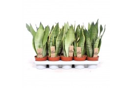 Sansevieria trifasciata mix Sansevieria mix