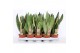 Sansevieria trifasciata mix Sansevieria mix 