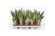 Sansevieria trifasciata superba Sansevieria Superba 
