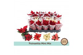 Euphorbia pul. mix Euph. Poinsettia Mini Mix in Sleeve1 bl.