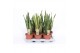 Sansevieria trifasciata Sansevieria mix 