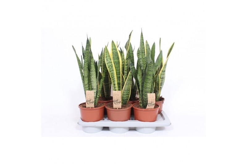 Sansevieria trifasciata Sansevieria mix 