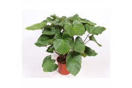 Homalomena rubescens maggy