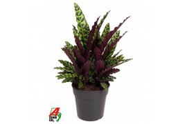 Calathea lancifolia Calathea Lancifoliazonder bloem bl. 2 pp