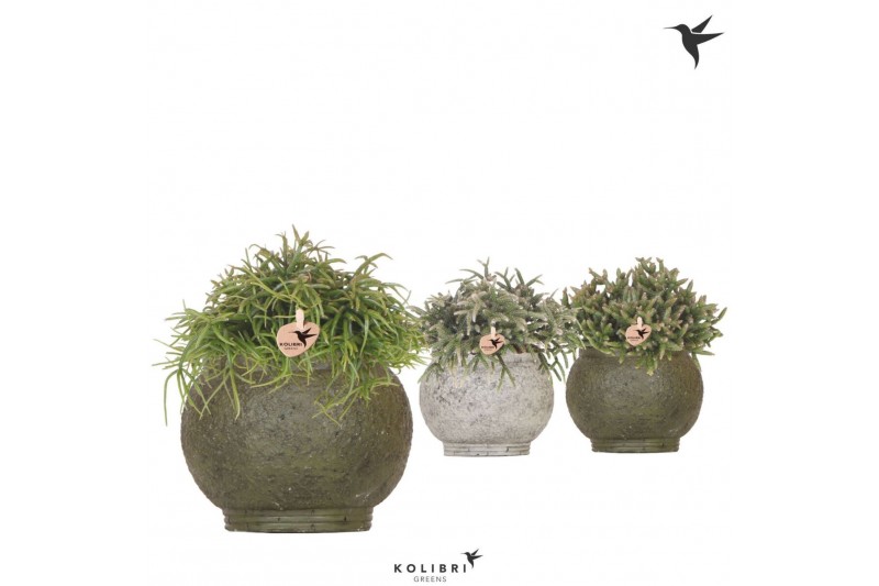 Rhipsalis mix Kolibri Greens Rhipsalis mix in Ancient pot green mix1 p 