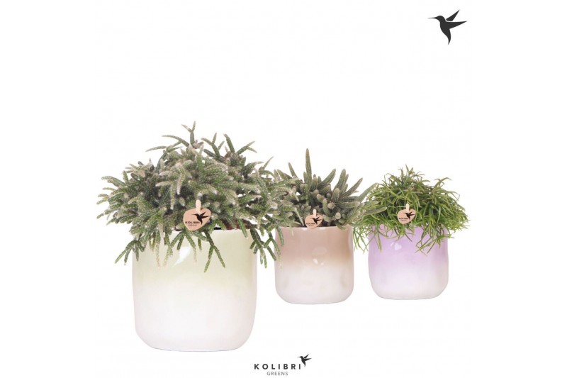 Rhipsalis mix Kolibri Greens Rhipsalis mix in Gradience pot mix1 pp 