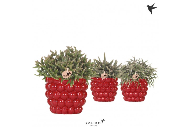 Rhipsalis mix Kolibri Greens Rhipsalis mix in Berry pot1 pp 
