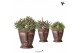 Rhipsalis mix Kolibri Greens Rhipsalis mix in Totem Mask pot1 pp 