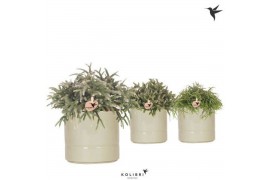 Rhipsalis mix Kolibri Greens Rhipsalis mix in Pastel pot green1 pp