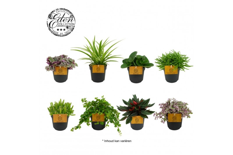 Kamerplanten mixkar mix kar 10,5cm 