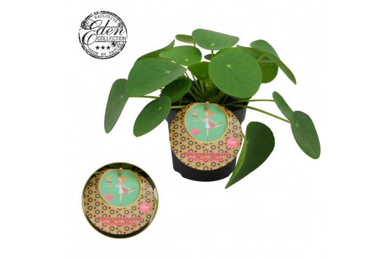 Pilea peperomioides Pilea Peperomioides 10,5cm Nederlands etiket 