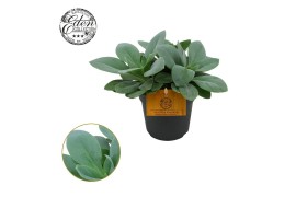 Senecio mountain fire Senecio Cephalophorus 10,5cm cm