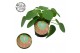 Pilea peperomioides Pilea Peperomioides 10,5cm Nederlands etiket 