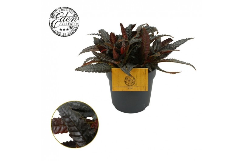 Pilea hitchcockii Pilea hitchcockii 10,5cm 