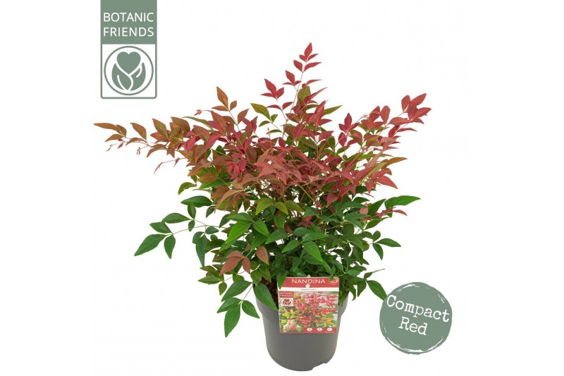 Nandina domestica obsessed Nandina dom. Obsessed 