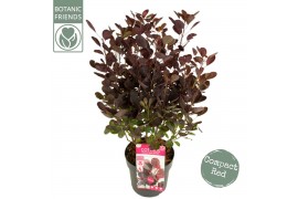 Cotinus coggygria Cotinus cog. Lilla ®